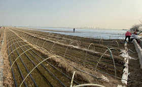 强冷空气来袭,大葱防冻措施您做了吗?