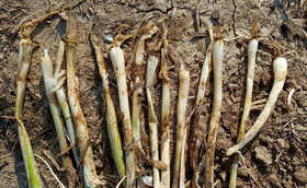 种植大葱为什么不建议选择重茬地块?如何缓解重茬危害?