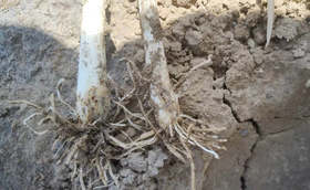 种植大葱土传病害惹人烦?葱满满教您几招解烦忧