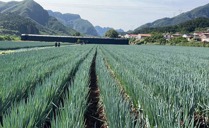 葱田实拍图 葱田实拍图