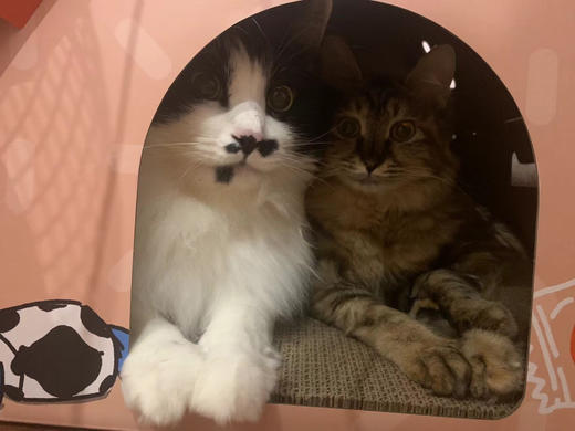 Umao有毛 奶糖橘子糖毛毛甜甜糖果猫屋猫窝  猫抓板+纸猫窝 大容量屋顶可趴 商品图4