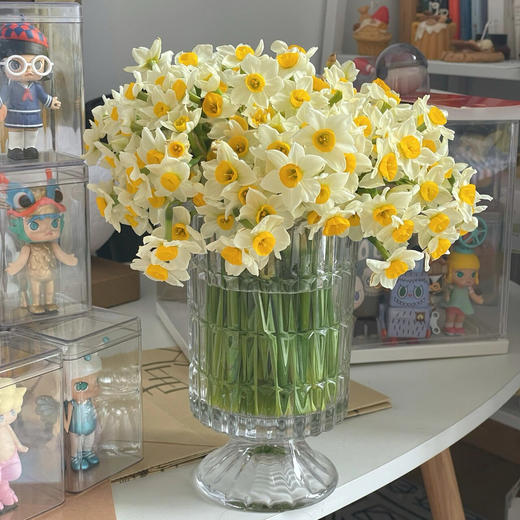 【水仙鲜切花】一束约50支/份 长约25-30cm 第二份减10元（福建仓） 商品图0