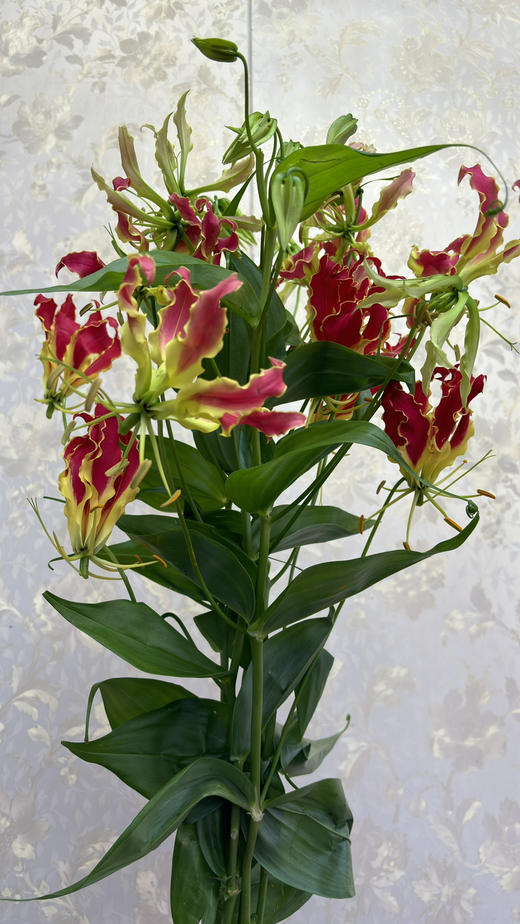 【荣光】进口嘉兰百合 红色 5枝/扎 商品图8