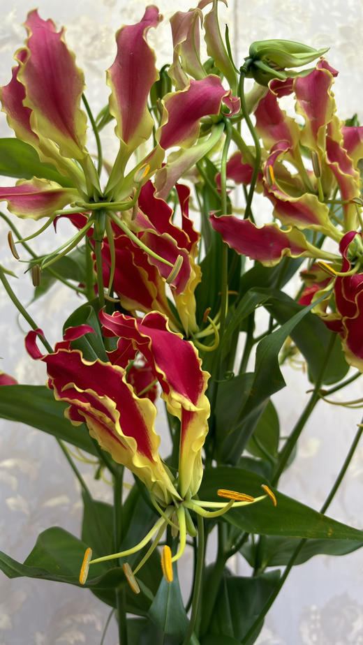 【荣光】进口嘉兰百合 红色 5枝/扎 商品图5