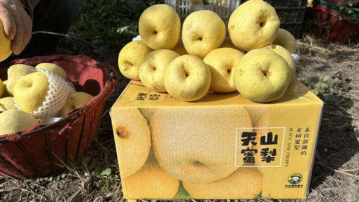 去年的王炸产品回归啦！还是那个地方，那片园子，还是那么好吃！天山脚下，雪山滋润，加上新疆昼夜温差的锤炼！成就了我们这一颗不一样的天山蜜梨。细腻无渣，厚实多汁，口感甜蜜如糖！大果，净果6斤 商品图2
