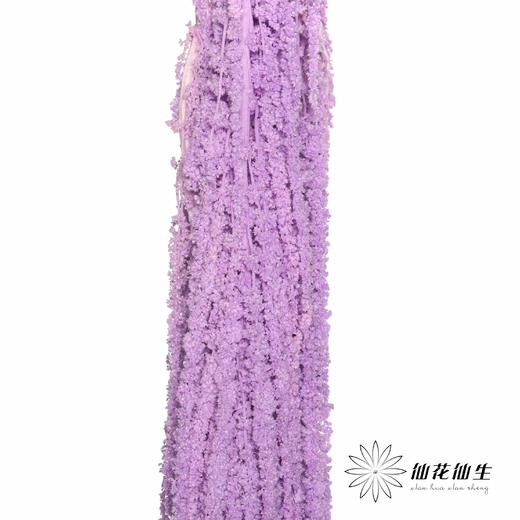 永生花材 | 吊米紫色 商品图4