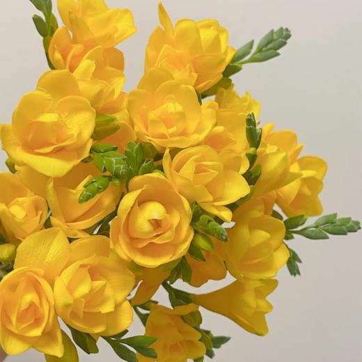 香雪兰 黄色 10支/扎 以实物为准 云南基地发货（价格已包含包装费用） 商品图0