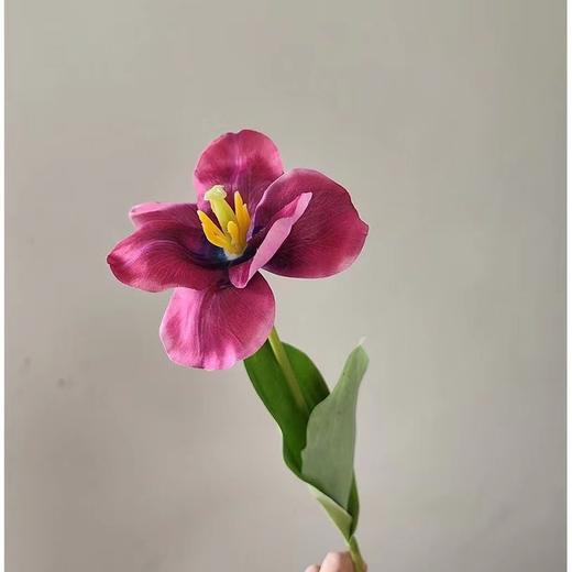 【琳琅】法式翻花郁金香/1枝装 商品图2