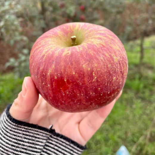 【脆甜可口】大凉山盐源糖心丑苹果·高海拔产区 商品图1