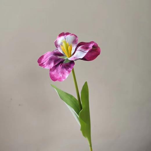 【琳琅】法式翻花郁金香/1枝装 商品图3