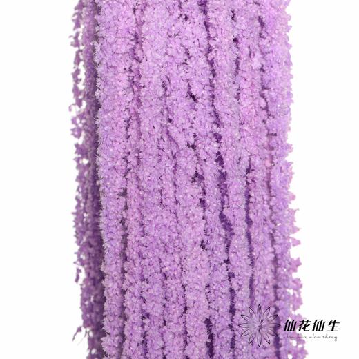 永生花材 | 吊米紫色 商品图2