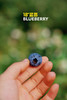 又脆又甜｜云南花香蓝莓（L25） 商品缩略图2