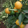 生态老品种金桔（基地直发-中通/百世包邮）| 5斤装，来自广西阳朔，生产者：黄必江【合作生产，公平贸易】 商品缩略图4