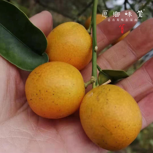 生态老品种金桔（基地直发-中通/百世包邮）| 5斤装，来自广西阳朔，生产者：黄必江【合作生产，公平贸易】 商品图5