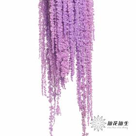 永生花材 | 吊米紫色