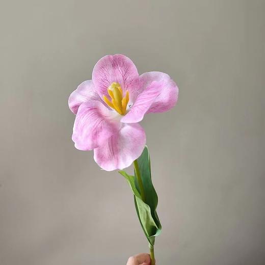 【琳琅】法式翻花郁金香/1枝装 商品图5