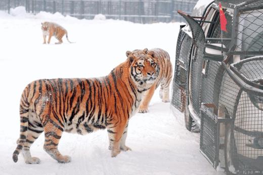 限时早鸟减¥1000【2026寒假| 哈尔滨B线-奇幻雪国6天5晚亲子营】雪乡连住2晚深度38h，北极熊酒店与熊“共眠”，亚布力滑雪温泉，喂东北虎，雪地摩托穿越林海雪原，硬核雪国之旅！哈尔滨集散 商品图6