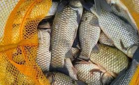  必看！钓了几百斤野生鲫鱼，才悟出了这么一篇精华中的精华！ 