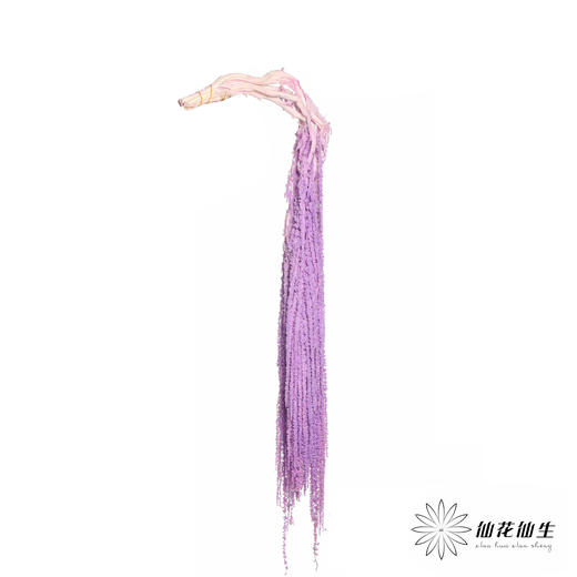 永生花材 | 吊米紫色 商品图3