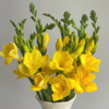 香雪兰 黄色 10支/扎 以实物为准 云南基地发货（价格已包含包装费用） 商品缩略图1