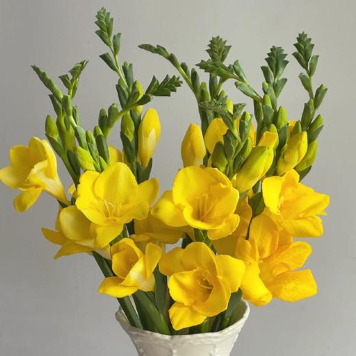 香雪兰 黄色 10支/扎 以实物为准 云南基地发货（价格已包含包装费用） 商品图1