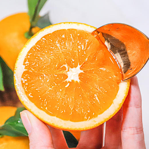 【爆汁橙】九月红脐橙  秭归脐橙 肉嫩饱满 皮薄多汁  酸甜爽口 现摘现发 不打蜡 商品图0