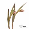 荷兰花材 | 进口染色郁金香布朗尼 商品缩略图7