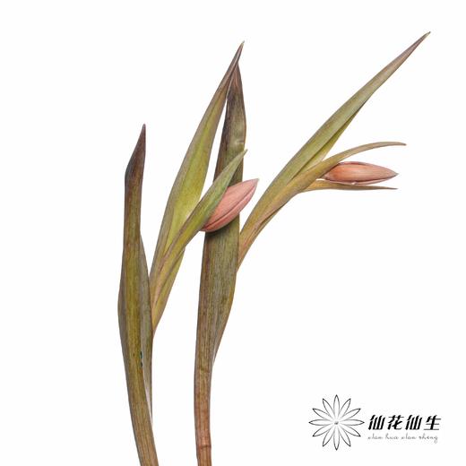 荷兰花材 | 进口染色郁金香布朗尼 商品图7