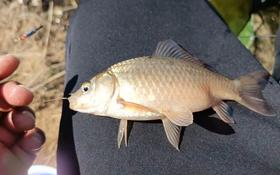  晚秋万能调漂钓法，学会了鱼获倍增，天天爆护！ 