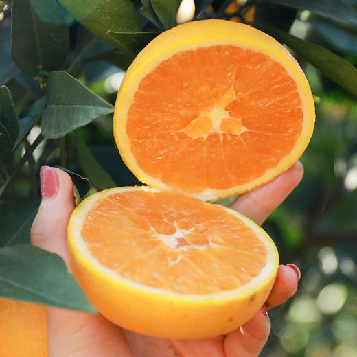 【爆汁橙】九月红脐橙  秭归脐橙 肉嫩饱满 皮薄多汁  酸甜爽口 现摘现发 不打蜡 商品图5