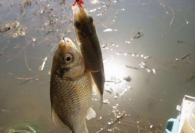  冬钓鲫鱼的爆护饵料秘方，一般人不告诉他！ 