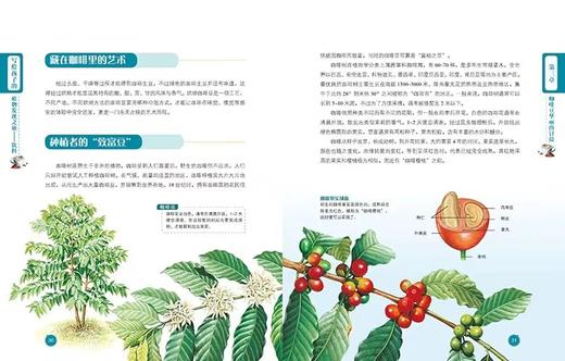 【小牛顿科学馆】写给孩子的植物发现之旅【全4册】 商品图3