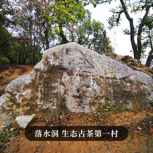 新品新品上新【古法落水洞】2020年头春易武落水洞普洱茶散茶300克/罐装 拍5发6  拍20发25 商品图1