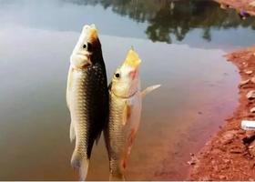  这6个关于鱼线的大实话，一般人都不敢告诉你...... 