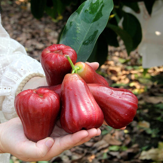 【黑金刚】海南高山莲雾  慢生慢长自然成熟，果肉透白细腻，清冽中透着甘甜，顺丰空运 商品图4