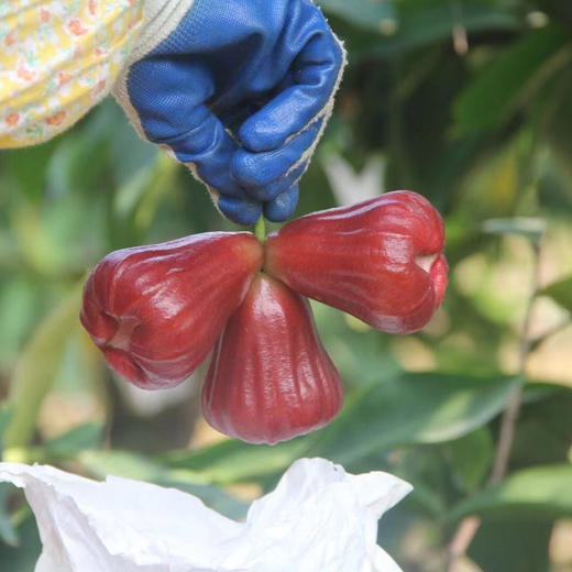 【黑金刚】海南高山莲雾  慢生慢长自然成熟，果肉透白细腻，清冽中透着甘甜，顺丰空运 商品图3