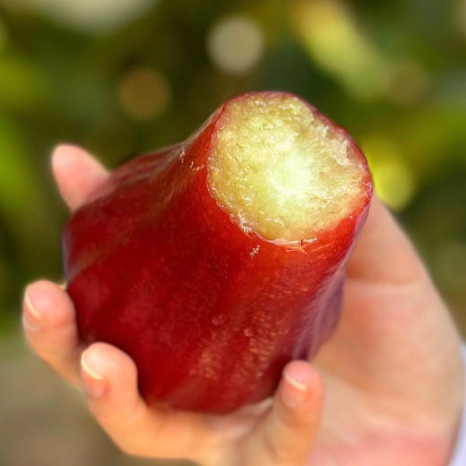 【黑金刚】海南高山莲雾  慢生慢长自然成熟，果肉透白细腻，清冽中透着甘甜，顺丰空运 商品图2