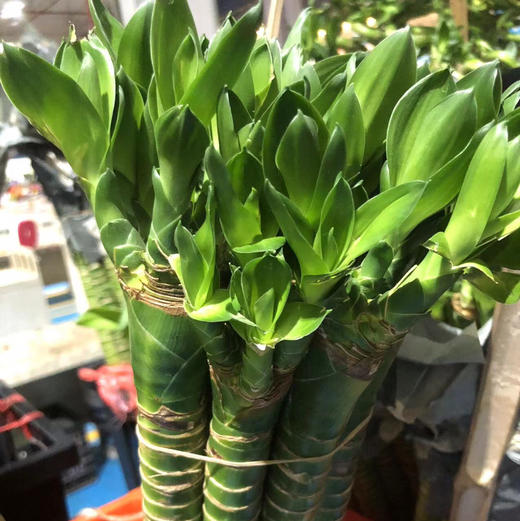 龙竹（文昌竹） 商品图2