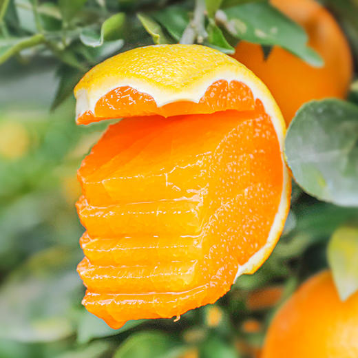 【爆汁橙】九月红脐橙  秭归脐橙 肉嫩饱满 皮薄多汁  酸甜爽口 现摘现发 不打蜡 商品图2