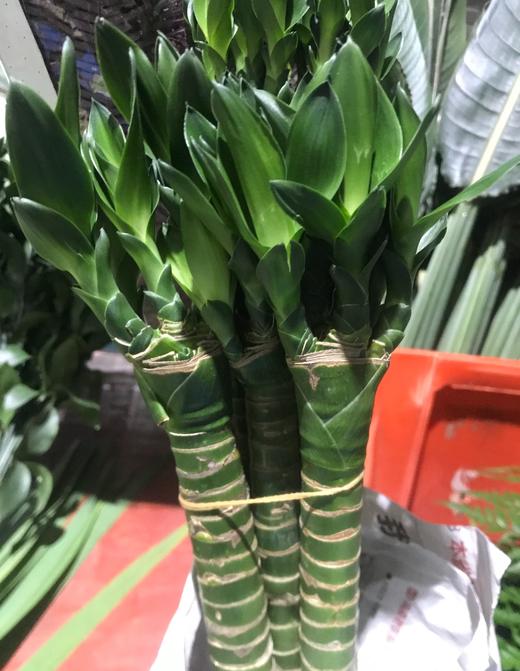 龙竹（文昌竹） 商品图3