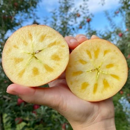 【脆甜可口】大凉山盐源糖心丑苹果·高海拔产区 商品图3