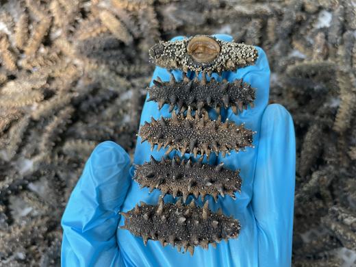 超高品质！参刺坚挺【长海纯淡干海参】深海底播、自然生长人工挑选，淡干无添加！更优质更实惠，专利锁鲜5重 冷鲜配送 商品图9