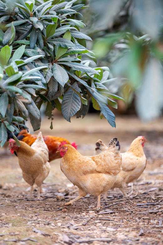 鸡鸭+鲜虫草福利套餐 商品图2