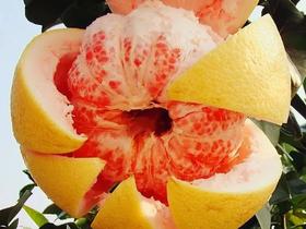 25斤鲜果熬成1斤膏，嗓子不舒服就喝它就够了！今日特惠，低至6折！