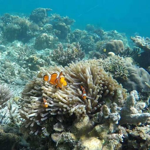 【仙本那卡帕莱跳岛游】高性价比|马布岛-卡帕莱线路|可选浮潜、体验深潜、有证深潜（不含上岛费） 商品图3