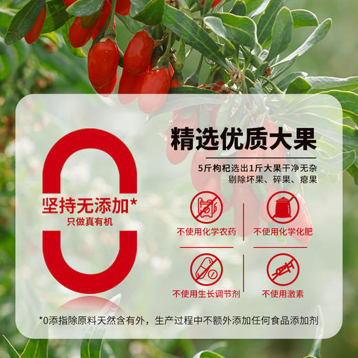 西御农特优级青海大颗粒有机枸杞子250克无硫无农残免洗泡水茶构杞 商品图4