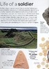 预售 【中商原版】Eyewitness系列 古罗马百科 英文百科 Ancient Rome Discover One of Historys Greatest Civilizations DK 商品缩略图6