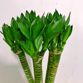 龙竹（文昌竹）