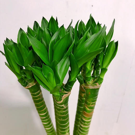 龙竹（文昌竹） 商品图0