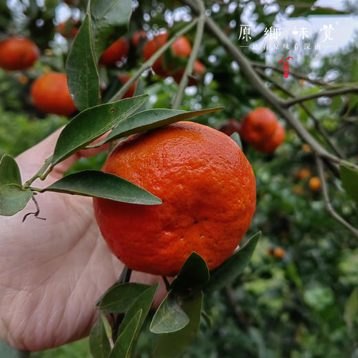 生态老树川红橘&清泉橙（基地直发-京东包邮）| 8.5-8.7斤装，来自四川蓬安，生产者：林绍勇【合作生产，公平贸易】 商品图3